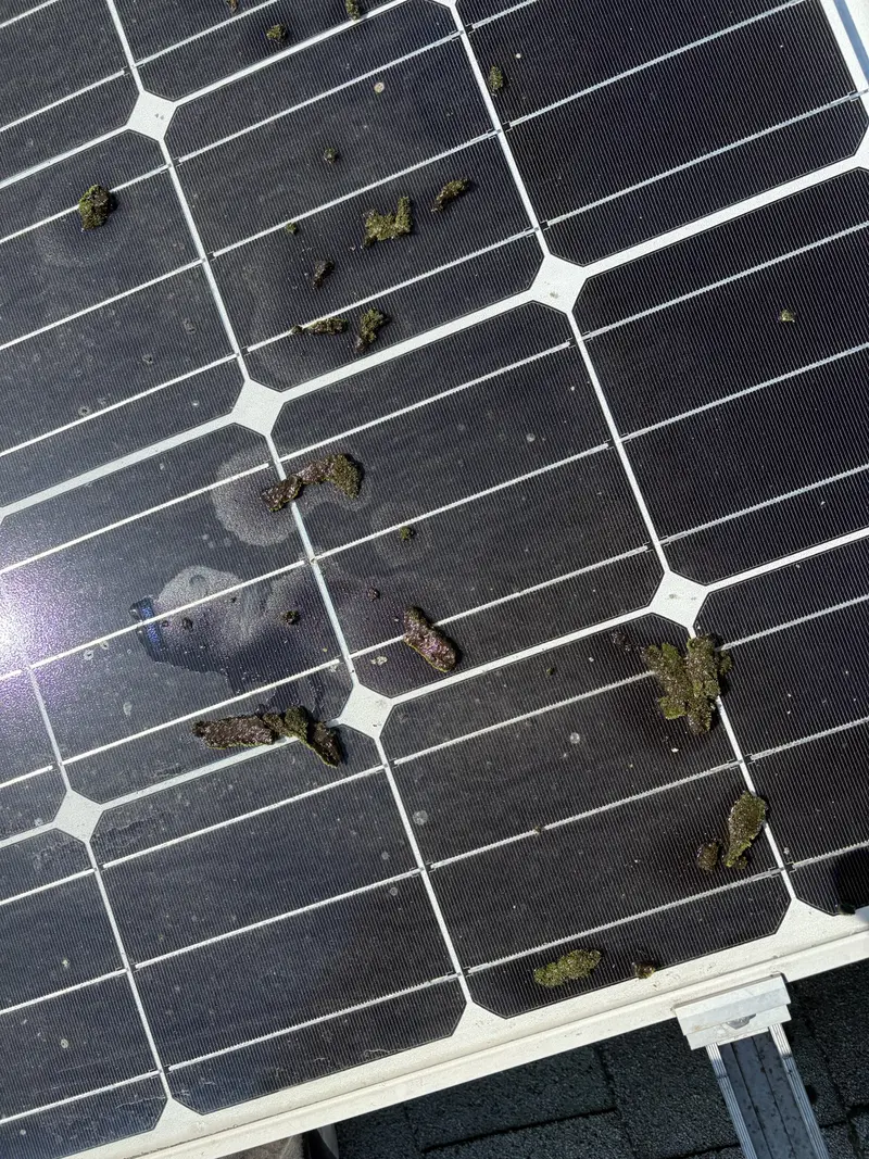 Moss and grime built up on a home's solar panels