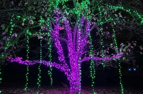 A tree wrapped trunk to canopy in purple mini lights with hanging green light strands