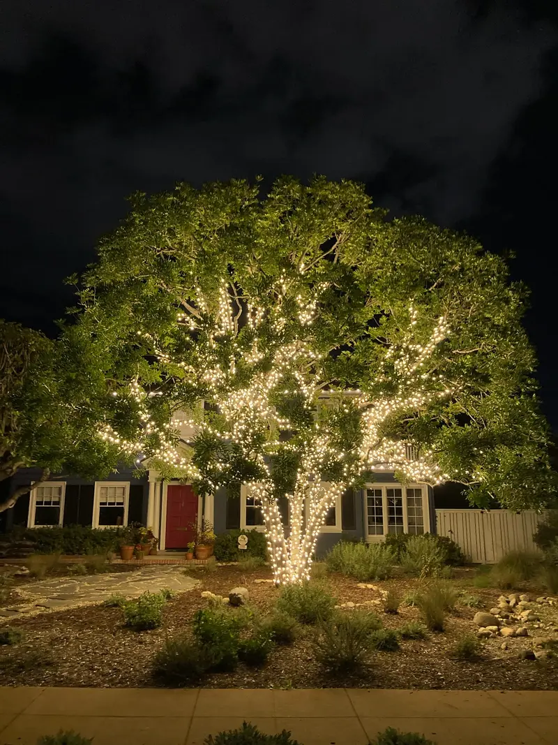 A large oak tree fully wrapped trunk to canopy in warm white mini lights